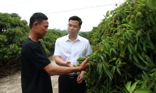 Quảng bá vải thiều Lục Ngạn - tinh hoa trái cây Việt đến muôn nơi
